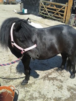 Tazzuk2001's profile picture. 