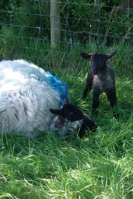 I'm the stocksperson on a farm in Wiltshire.