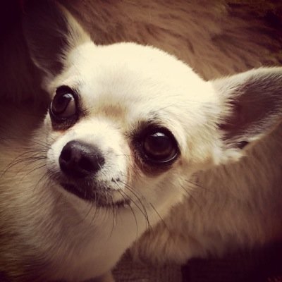 Hi, my names is Pedro... I'm a cheeky little chihuahua who likes to have fun and loves everyone xx