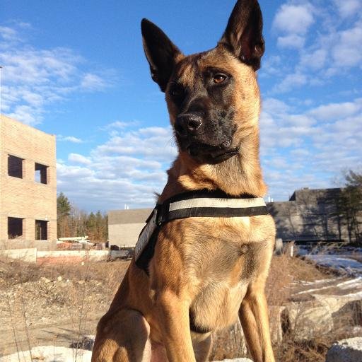 DrugDogBoston's profile picture. If you suspect illegal drug use may be impacting your family or business, our confidential K9 service will help you know for sure. Call us at 774-847-9135.