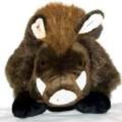 MaxDePoli's profile picture. Sus scrofa ibex