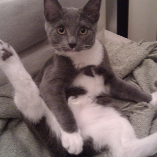 kevchoppin's profile picture. Web Developer and other stuff!