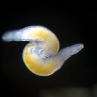 Macrostomum papers (@macrostomum) 's Twitter Profile Photo