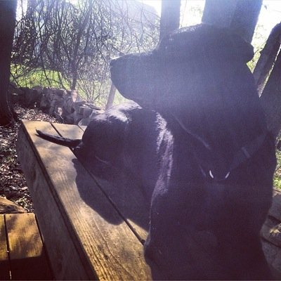 Dieselthedog5's profile picture. Where is @Calomari