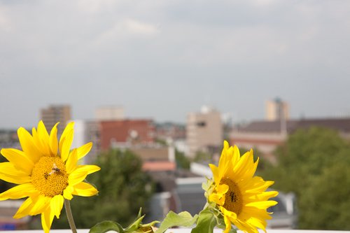 The network of rooftopfarms (started with Brussel, Copenhagen, Rotterdam, Hong Kong) http://t.co/6c6SNv3Uuj