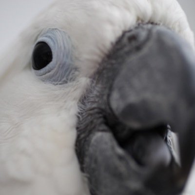 オカメインコのルチノー・おかめちゃんとノーマル・ふくたろ タイハクオウムのだいちゃんアオメキバタンのさぶちゃん達と ꫛꫀꪝ✧‧˚ミニチュアブルテリアの小牧ちゃん毎日粉まみれ( 'Θ' ) #だいちゃん工務店