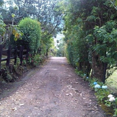 rosafallaci's profile picture. 