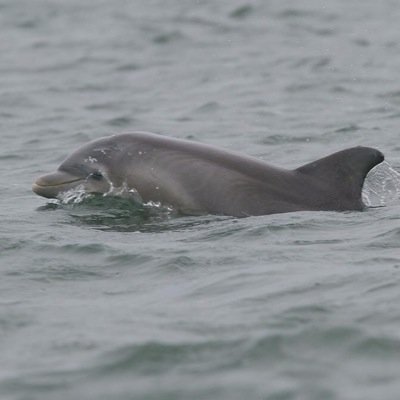 We offer various family tours around Wrightsville Beach! http://t.co/r846rTqjeZ
910-200-4002
