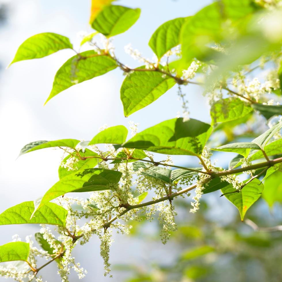 Our dedicated re-visit teams, monitor and treat hundreds of Japanese knotweed sites all over the UK