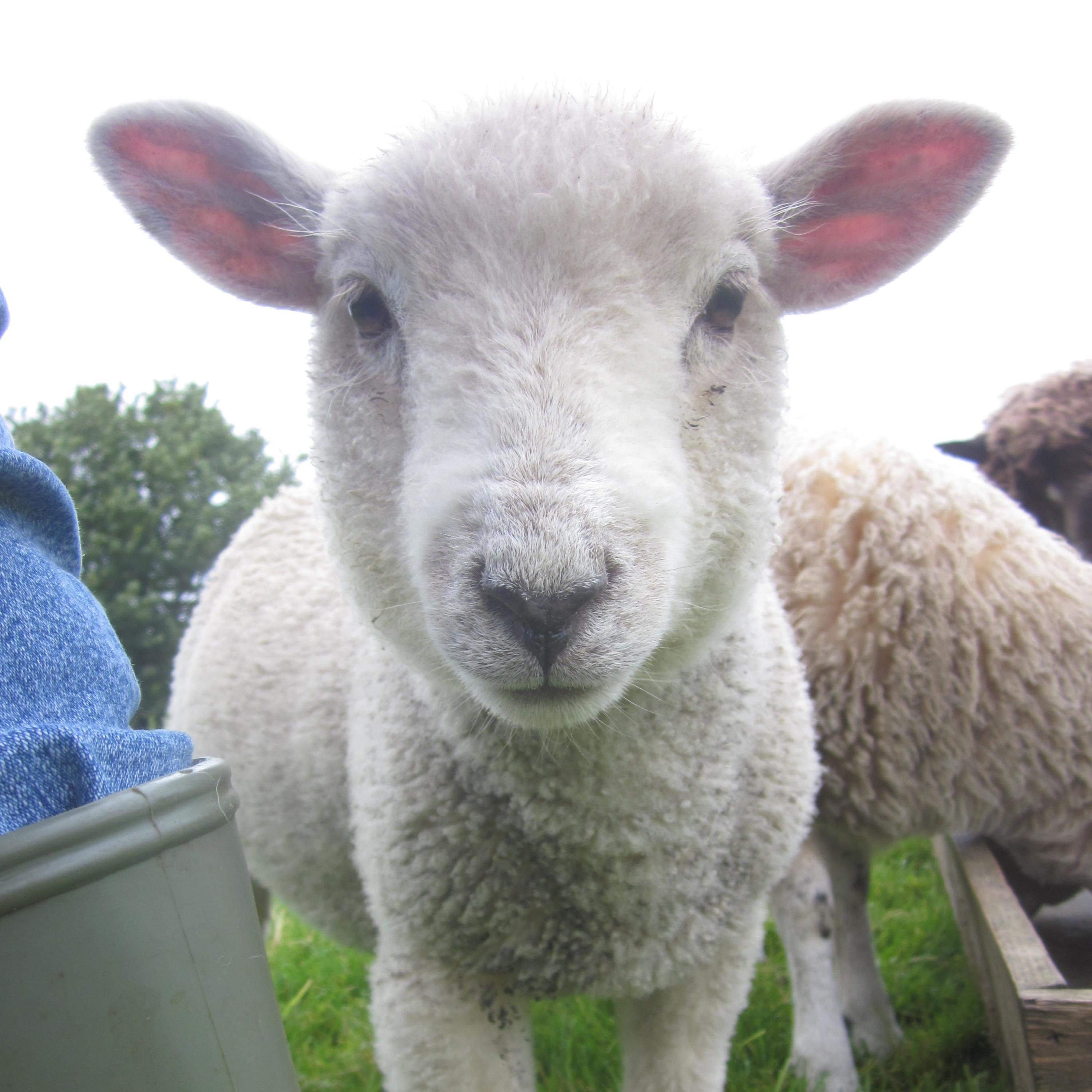 Fabric of the Field, Studio - Handmade Creations from 50 Regional Makers. Weaver,  Smallholder, Blogger Gardener & Partner. Visit us in the Yorkshire Dales..