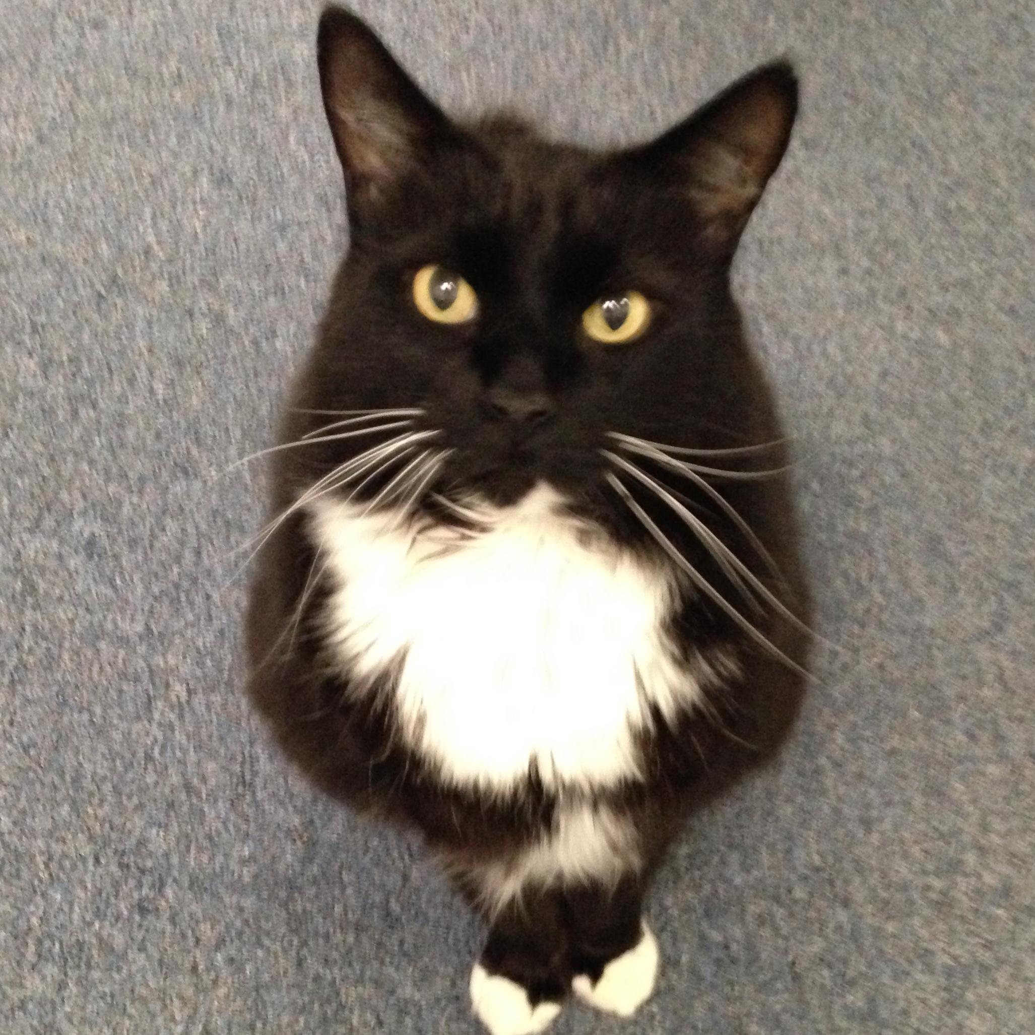 VCACharlescat's profile picture. Head Cat In Charge at VCA Wrightsville Beach Animal Hospital, making sure my fellow creatures receive great care while passing along helpful hints and events!