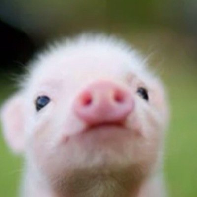 このアカウントはさまざまな動物たちの可愛い写真を乗せるために作りました！
保存はご自由に！
できたら、ファボ、リツイート、拡散などしてくれたら嬉しいです(^o^)/