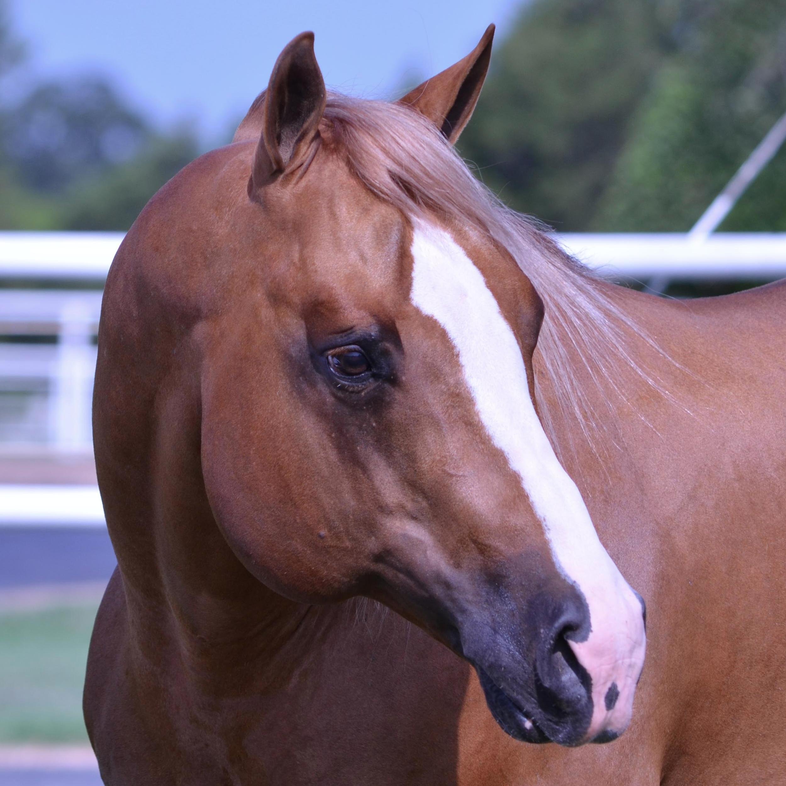 Specializing in breeding and training of Reiners, Hunters, and Jumpers located in the Heart of Horse Country.