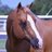 McQuayStables's profile image
