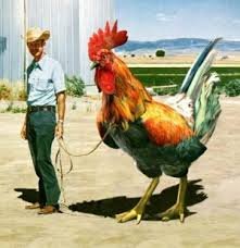 en el contrabando de gallinas