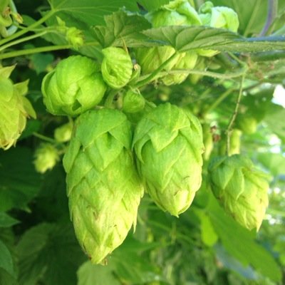 Marketing coordinator,co owner, farmer, brewer, for Paradune Brew Farm.