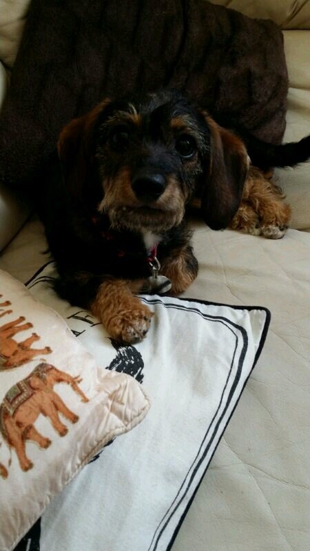 woodley_tracey's profile picture. 21 lesbian music counting crows pink floyd orange is the new black food my friends family my dog mojo life is short so smile while you still got teeth :)