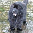 Benson Green - @BensonNewf - Twitter