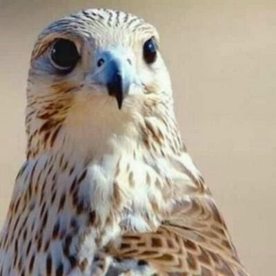 abumohammedmans's profile picture. 