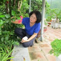 vu thi phuong anh (@anhvukim) 's Twitter Profile