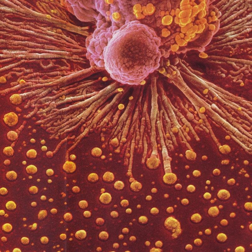 EmmaThom3's profile picture. F1 Dr in NW deanery, aiming for CMT, teaching enthusiast, science geek, reluctant statistician, Irish.