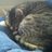basselope7's profile image