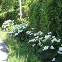 Lily Farm Vineyard (@lilyfarmwine) 's Twitter Profile