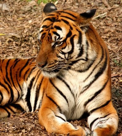 The Powerful and Royal Tiger of Agrabah. His Mate is @RajahJasmine