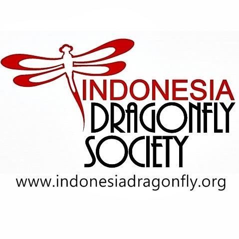 IDS_dragonfly's profile picture. IDS adalah organisasi yang berusaha mengupayakan terciptanya kelangsungan keanekaragaman-hayati Capung (Odonata) sebagai pusaka alam Indonesia.