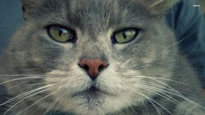 Fuck next doors cat. He's a prick. Add me on snap chat DrPussyreal. Oh...and I'm addicted to catnip