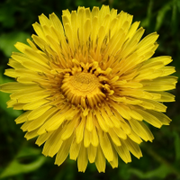 🙊Christer Ericson (@christerericson) 's Twitter Profile Photo