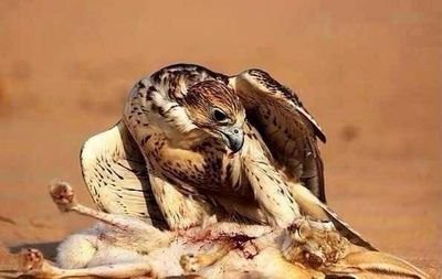 f6ab089426fa4b7's profile picture. ‏‏ذوذ حباناهن اكثر من منحبك ضيفوني الببي 7DB216B1 ونستقرام وليف الطيب711