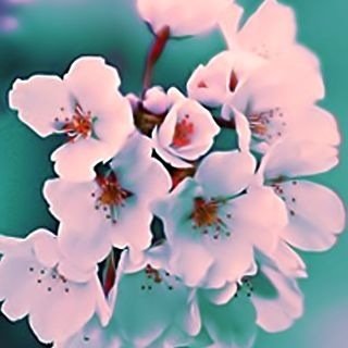 سبحان الله وبحمده سبحان الله العظيم