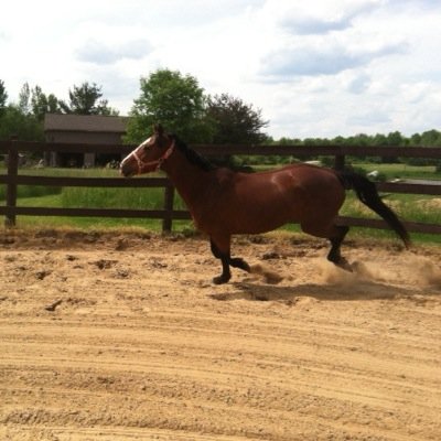 Just an equestrian that shares her life with a Bay TB mare called Emily.