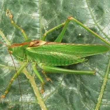 Ecologists and Environmental Surveyors that campaign on environmental and animal welfare issues, with deep ecology principles, and where every individual counts