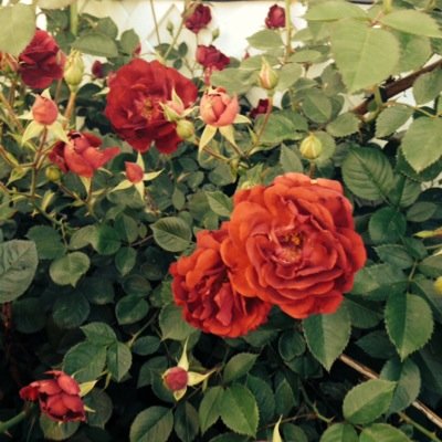 juliamwhite's profile picture. 