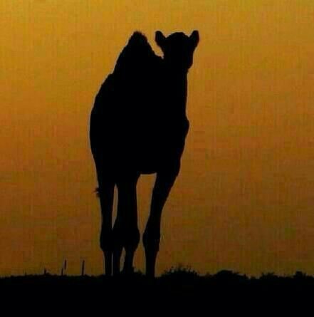 شاعر