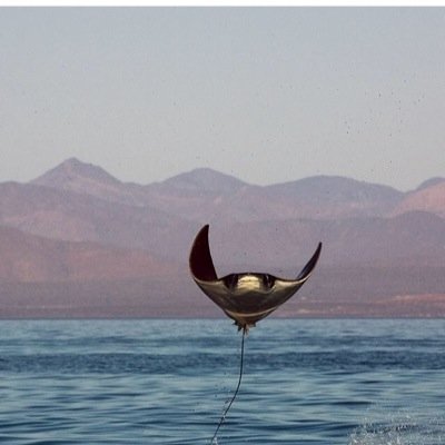 afalini's profile picture. 