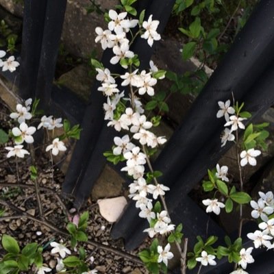 MrBenZolanski's profile picture. Biarlah aku mati ketika aku berada di puncak.