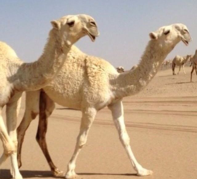 absxz_01's profile picture. سبحانك اني كنت من الظالمين