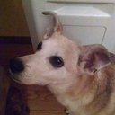 Patti Epstein - @honeychildpup - Twitter