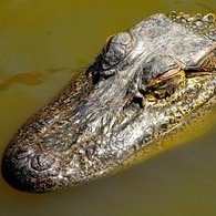 Louisiana Nature and Wildlife Preservation.