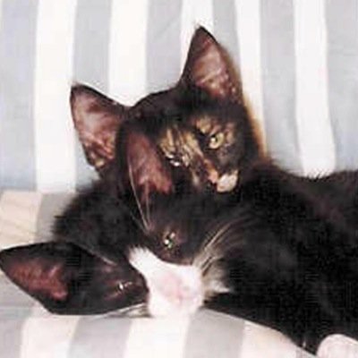 Classical music, Boston Bruins, knitting, and cats