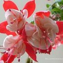 Lora  Watson - @HnLora - Twitter