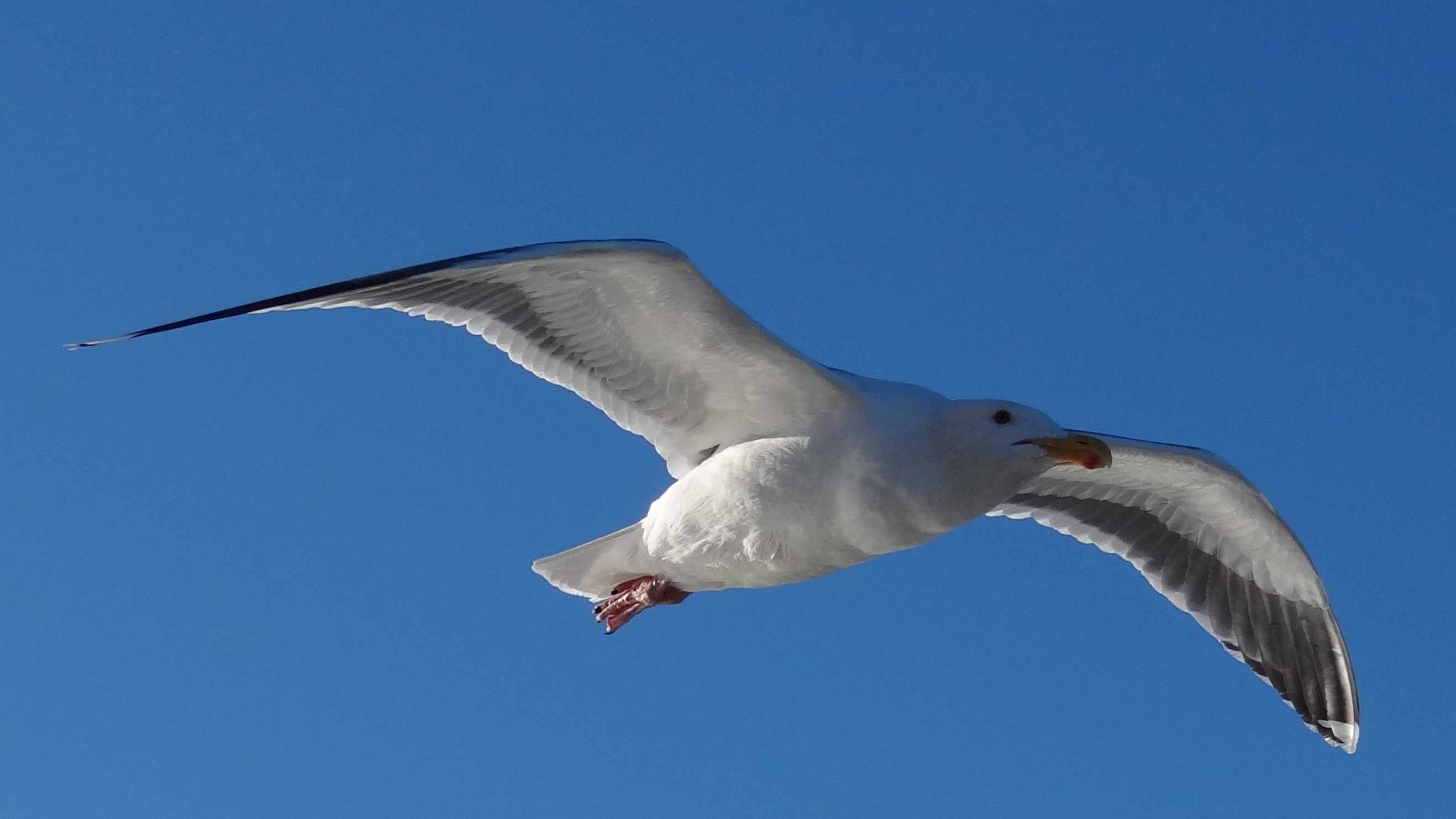 sebasromann's profile picture. Just me.