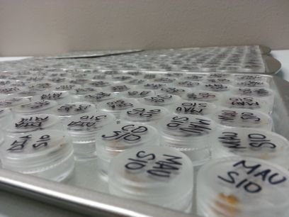 DABs ON DECK