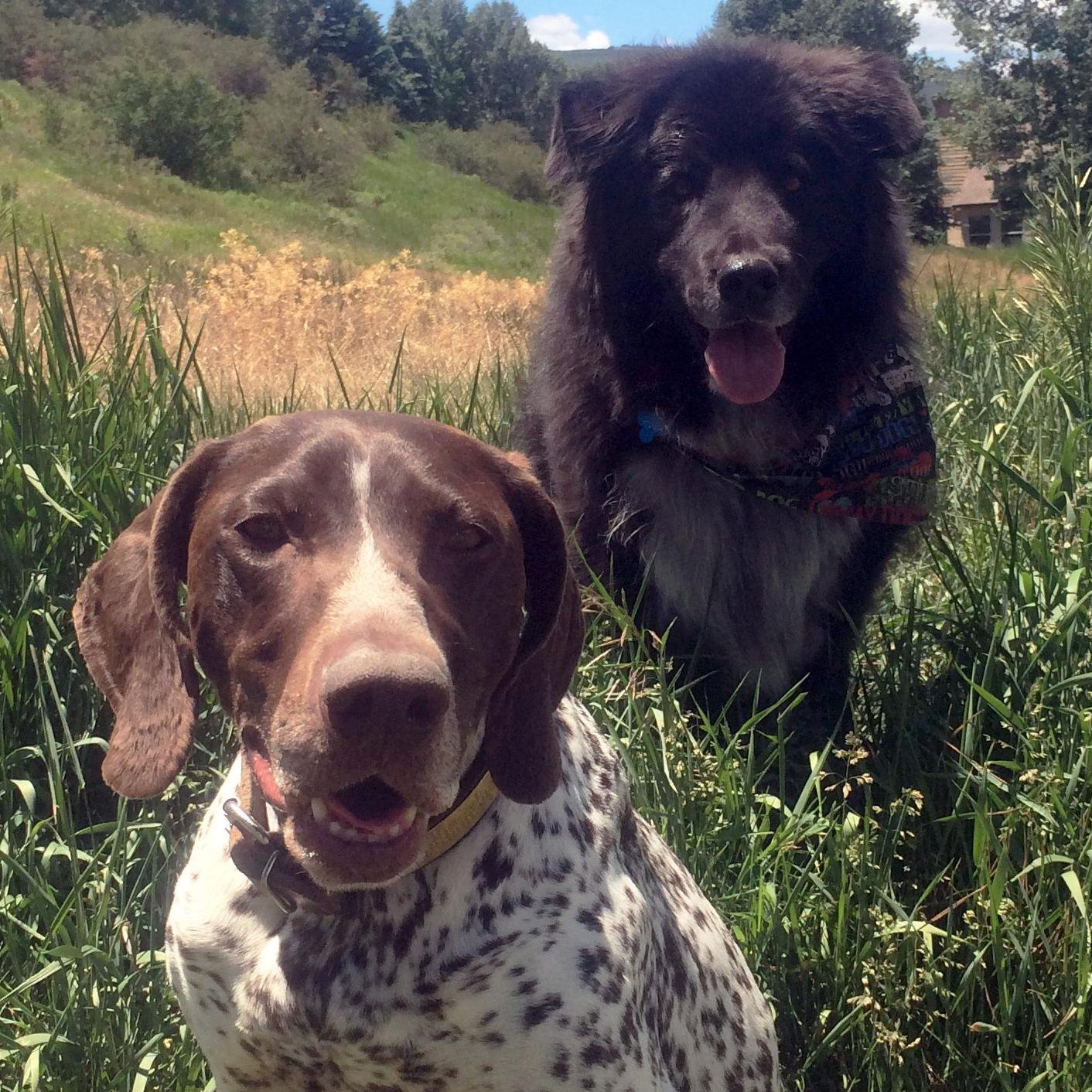 VailDailyDogs's profile picture. The office has gone to the dogs.