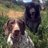 VailDailyDogs's profile image