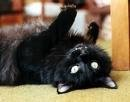 =^..^= Meow!