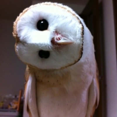 ベンガルワシミミズクとユーラシアワシミミズクとフトアゴヒゲトカゲとフレンチブルドッグ飼ってます。大好きなのは、猛禽類とお酒٩(ˊᗜˋ*)و キスマイ😊インスタ kokotantan35 です